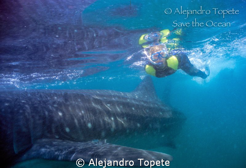 Whale shark and Diver, Holbox Mexico by Alejandro Topete 