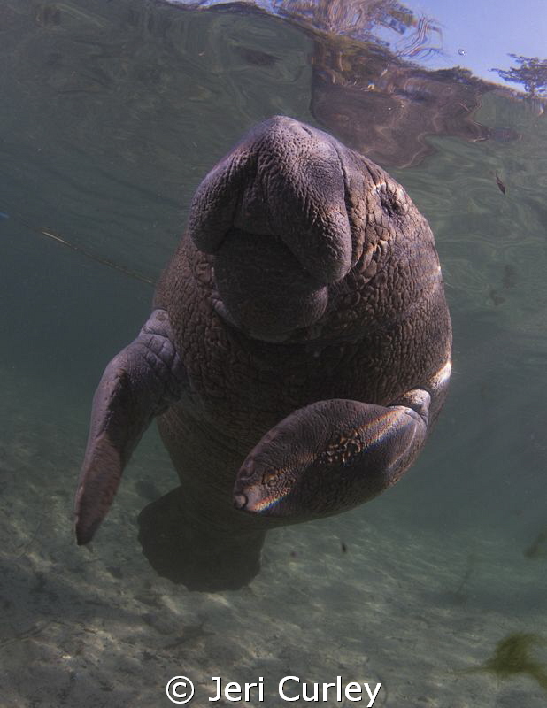 Crystal River young Manatee posing for photos. by Jeri Curley 