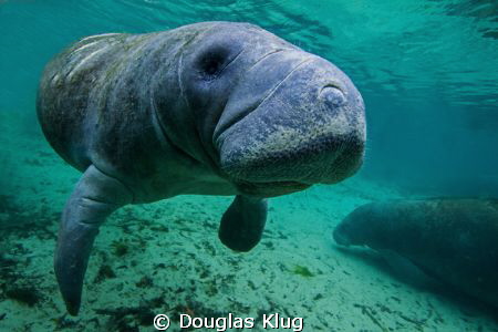 Did you say cow? A manatee at the central Florida's Cryst... by Douglas Klug 