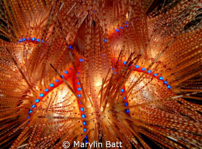 Fire Urchin showing all it glow. by Marylin Batt 