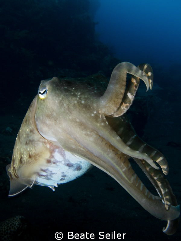 Cuttlefish at the Alam Batu Housereef by Beate Seiler 