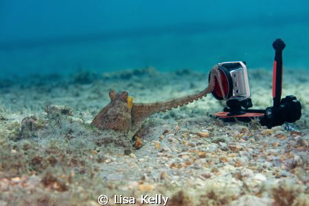 This octopus was very interested in the Go-pro.  Taken wi... by Lisa Kelly 