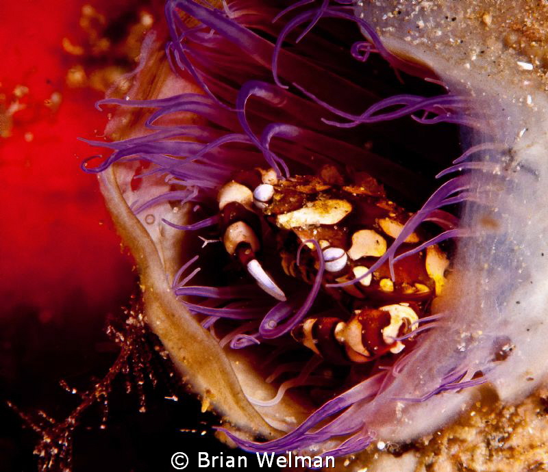 Harlequin Crab in Tube Anenome by Brian Welman 