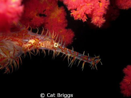 Ornate ghost pipefish by Cat Briggs 