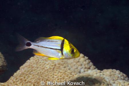 Juvenile Porkfish on the Big Coral Knoll off the beach at... by Michael Kovach 