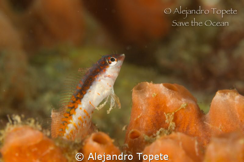 Fish in Orange, Veracruz Mexico by Alejandro Topete 