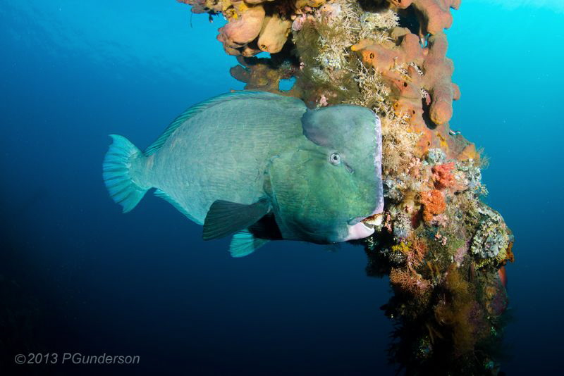 Napolean Wrasse by Pat Gunderson 