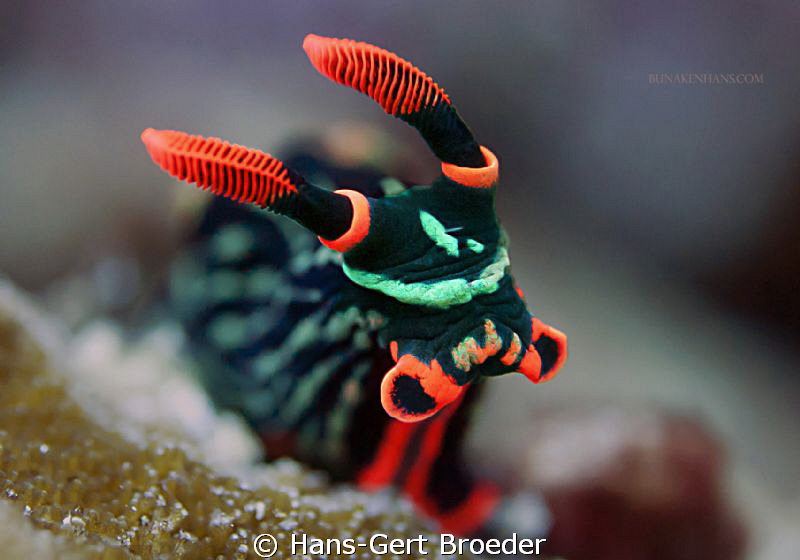 Nembrotha Nudibranch 
 Bunaken,Sulawesi,Indonesia, 
Nik... by Hans-Gert Broeder 