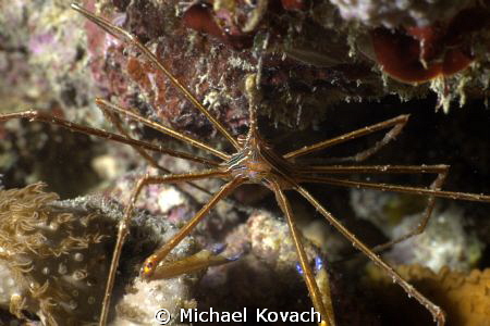 Arrow Crab on the Big Coral Knoll off the beach in Fort L... by Michael Kovach 