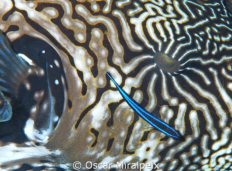cleaner fish on puffer fish by Oscar Miralpeix 