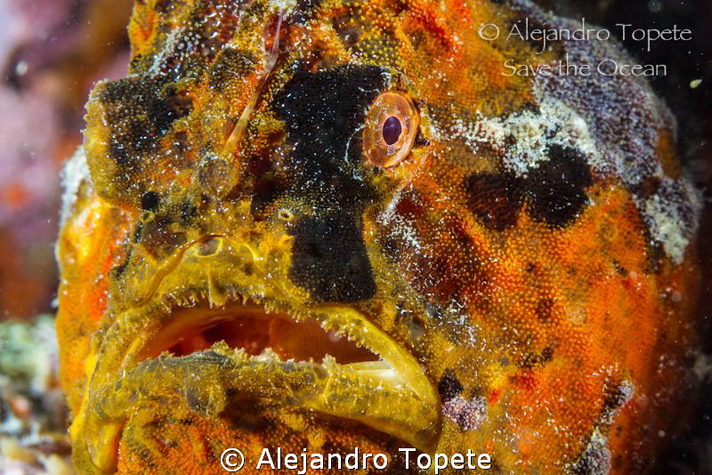 Frog Fish close up, Veracruz Mexico by Alejandro Topete 