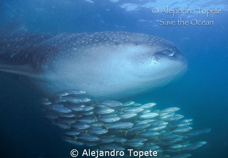 Whale Shark with Gold Fishes, Holbox Mexico by Alejandro Topete 