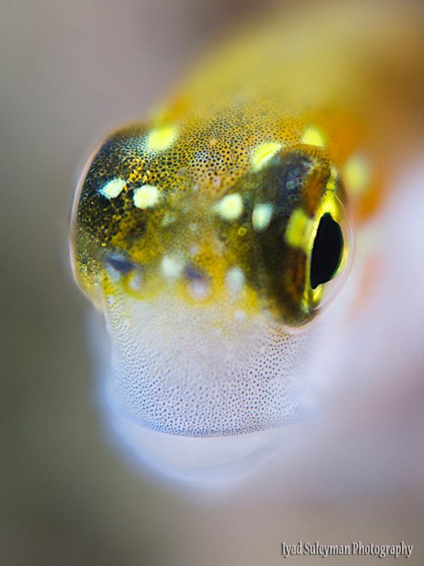 Blenny Portrait 
(One more shot from my Blenny's series) by Iyad Suleyman 