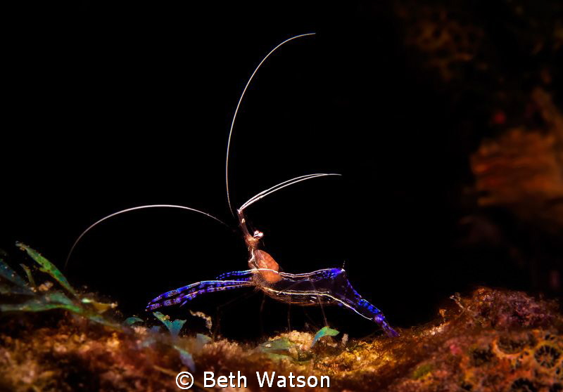 Pederson Cleaner Shrimp...Bonaire, Netherlands by Beth Watson 