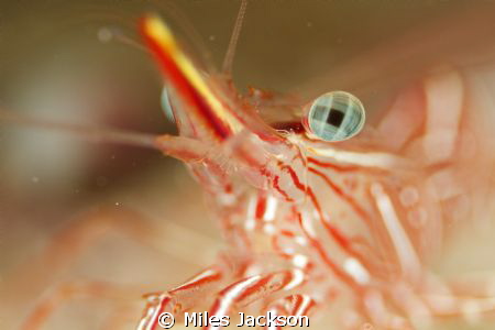 Eye-Spy a Durban Dancing Shrimp by Miles Jackson 