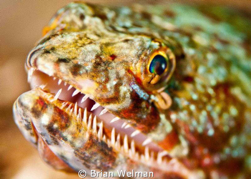 Lizard Fish Portrait by Brian Welman 