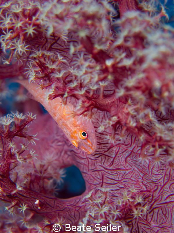 Small Blennie on a soft coral by Beate Seiler 