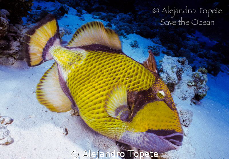 Triger Fish in Red Sea, Sharm il Sheik  Egypt by Alejandro Topete 