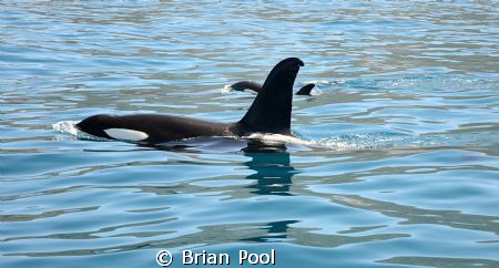 "Koru" the New Zealand Orca with his son "Shadow", off Ka... by Brian Pool 