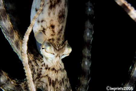 Mimic octopus taken in North Sulawesi. We were exploring ... by Imran Ahmad 