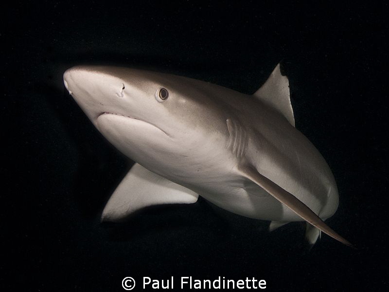 Grey Reef Shark, Carcharhinus amblyrhynchos, Maldives, Al... by Paul Flandinette 