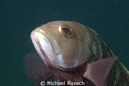 Black Sea Bass about 30 yards off the beach and a little ... by Michael Kovach 