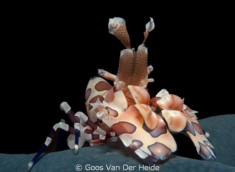 Harlequin Shrimp by Goos Van Der Heide 