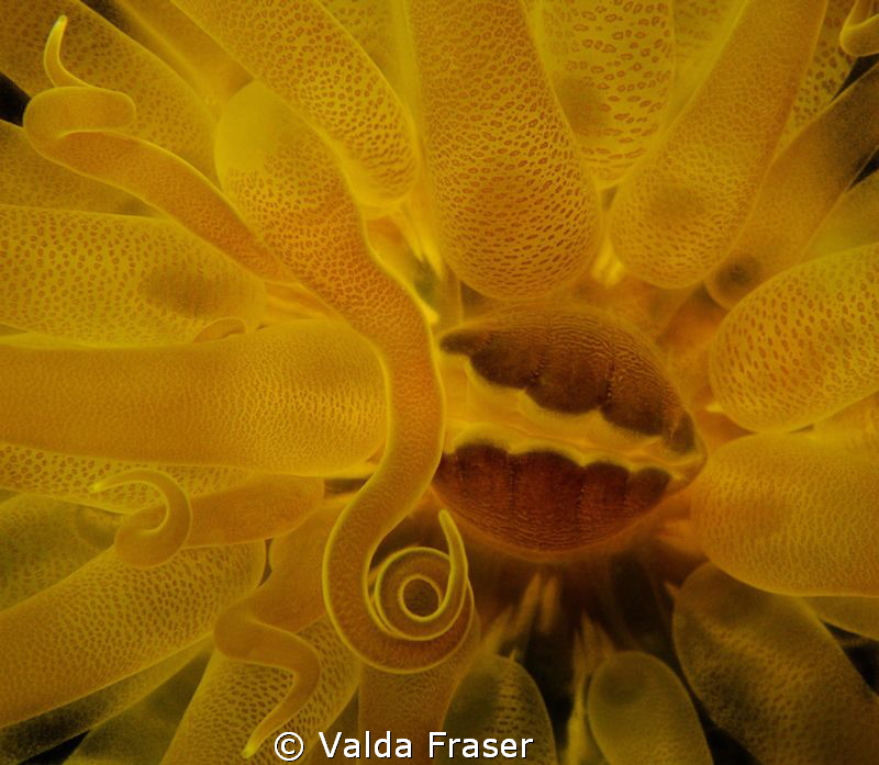 An anemone feeding. by Valda Fraser 