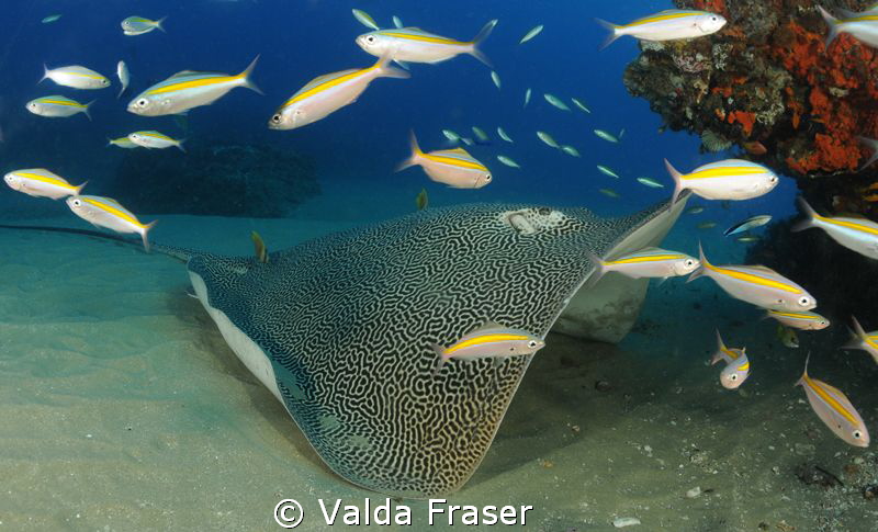 An unusual pose for a honeycomb stingray. by Valda Fraser 