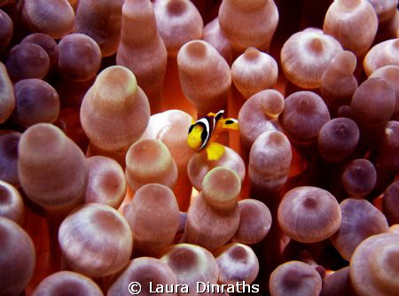 Juvenile Red Sea anemonefish protecting its big anemone by Laura Dinraths 