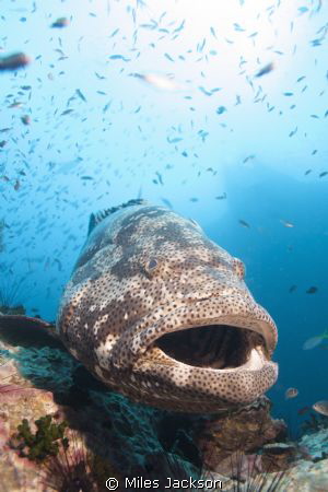 Curious Brown Marbled Grouper loves posing for the camera by Miles Jackson 