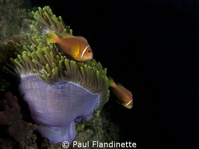 Maldives anemonefish, Amphiprion nigripes, Maldives, Maya... by Paul Flandinette 