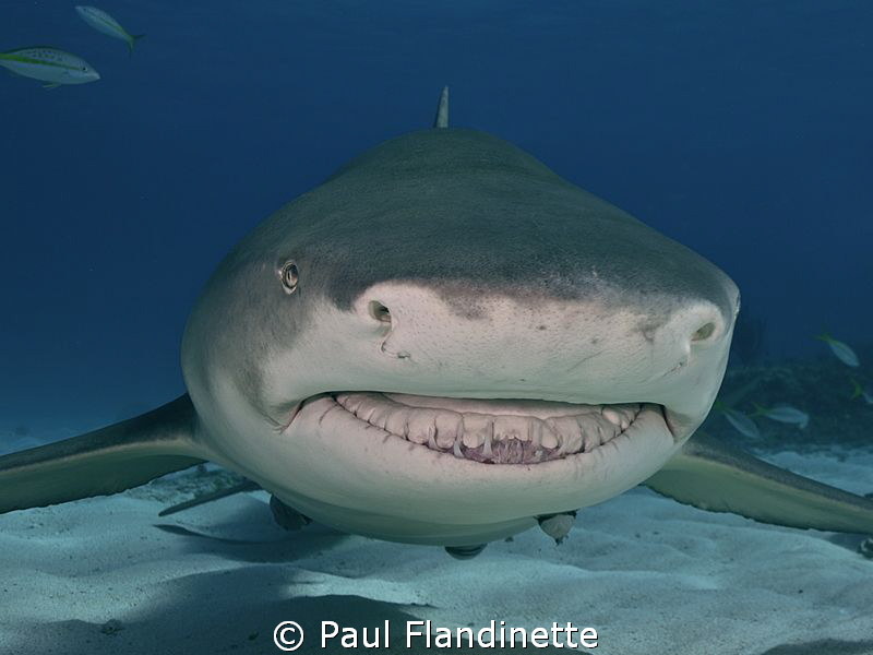 Lemon shark, Negaprion brevirostris, Tiger Beach, Bahamas; by Paul Flandinette 