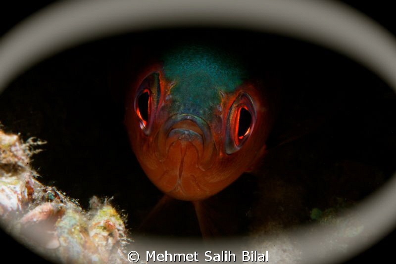 The Eye. by Mehmet Salih Bilal 