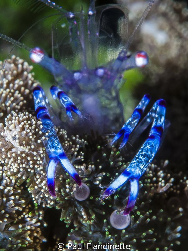 Purple spotted commensal shrimp, Periclimenes holthuisi, ... by Paul Flandinette 