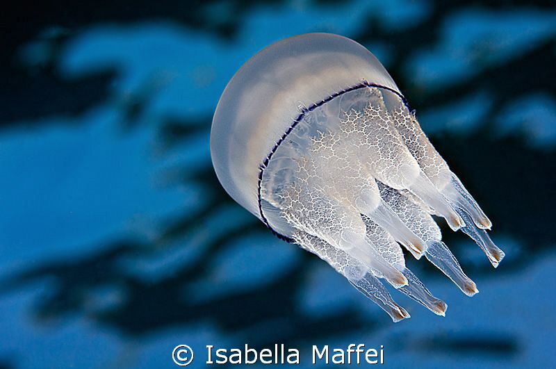 "FREE RIDER"
a little jellyfish in Med waters, picture m... by Isabella Maffei 