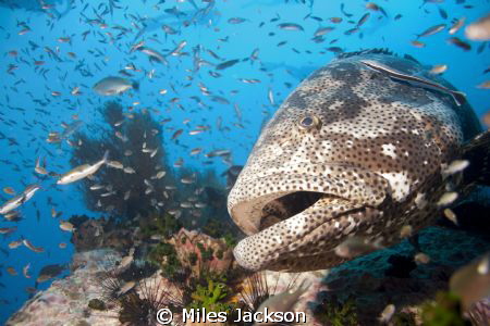 Brown Marbled Grouper poses for a second shot by Miles Jackson 