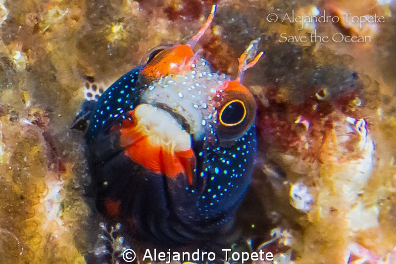 Blenny face, Acapulco Mexico by Alejandro Topete 