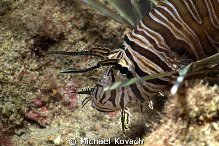 Lionfish on the Eastern Edge of the First Reefline off th... by Michael Kovach 
