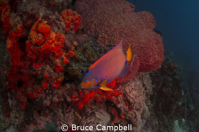 Queen angel fish at the blackjack dive site in Tobago nea... by Bruce Campbell 