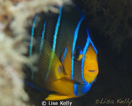 This fish was happy to pose while I practice my macro skills by Lisa Kelly 