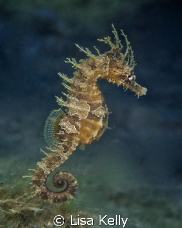 This seahorse has places to go and people to see. by Lisa Kelly 