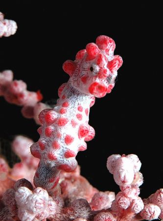 Pygmy seahorse. Kapalai,sabah,borneo. by Frankie Tsen 