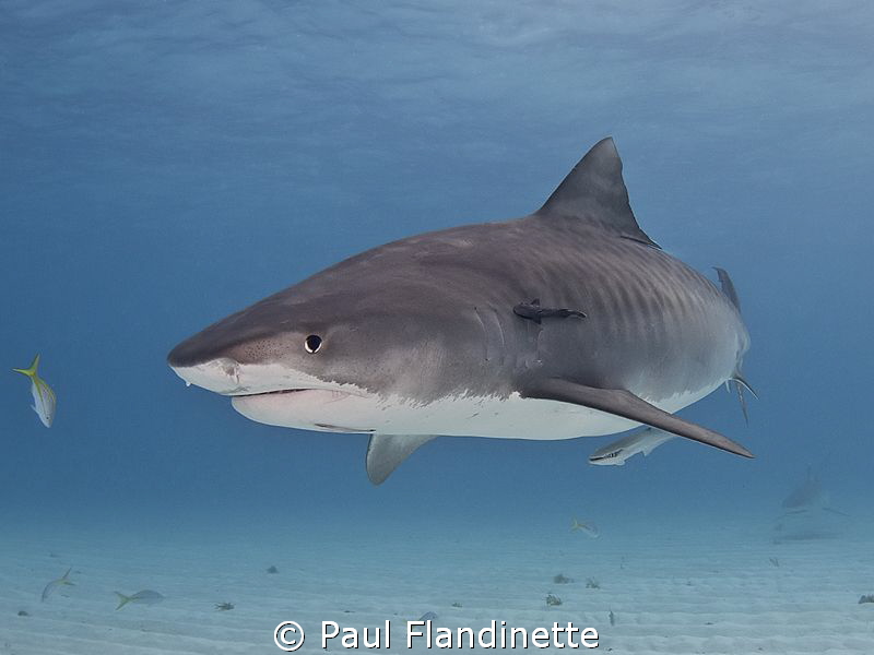 Pregnant Tiger shark, Galeocerdo cuvier, Tiger Beach, Bah... by Paul Flandinette 