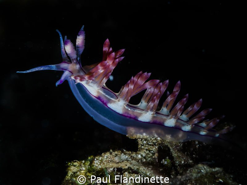 Flabellina rubrolineata, Nudibranch, Bunaken, North Sulawesi by Paul Flandinette 