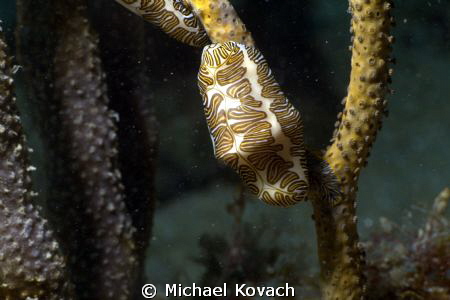Fingerprint Cyphoma on the Ledge of Turtles off the beach... by Michael Kovach 