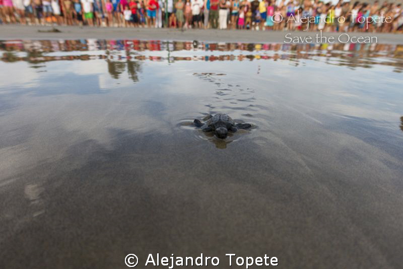 Baby Turtle in the beach, Acapulco Mexico by Alejandro Topete 