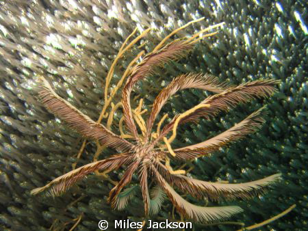 Feather-Star-tastic by Miles Jackson 