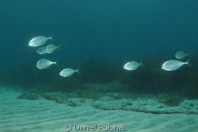 Juvenile fish over the sand flats by Daniel Poloha 