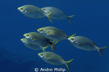 a group of salema porgy by Andre Philip 